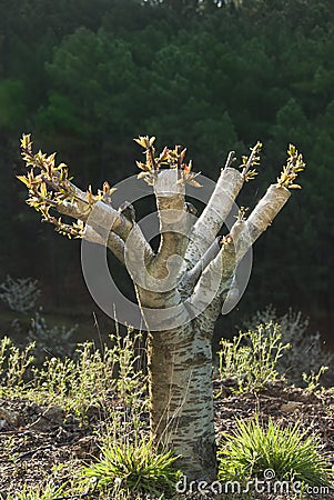 Successful cleft graft Stock Photo