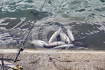 Successful fishing Stock Photo