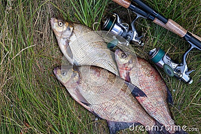 Successful fishing - pile of big freshwater bream fish and fishing rod with reel on natural background Stock Photo