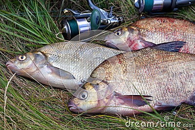 Successful fishing - pile of big freshwater bream fish and fishing rod with reel on natural background Stock Photo