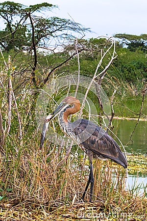 Successful fishing. Portrait of a satisfied bird. Goliath heron with fish. Baringo lake, Kenya Stock Photo