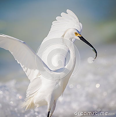 Successful fishing white egret Stock Photo