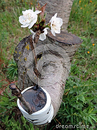 Successful graft in the branch of a cherry tree Stock Photo