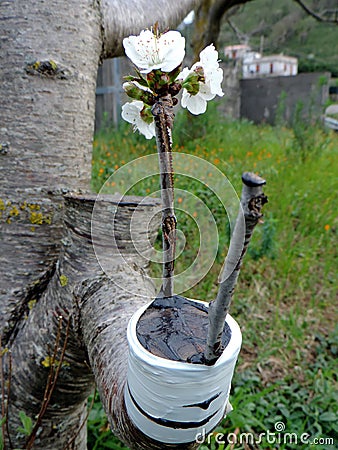 Successful graft in the branch of a cherry tree Stock Photo