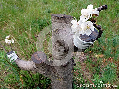 Successful graft in the branch of a cherry tree Stock Photo