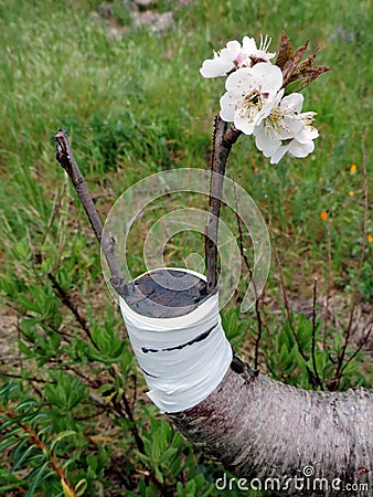 Successful graft in the branch of a cherry tree Stock Photo