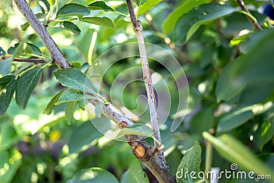 Successful graft on the tree branch Stock Photo