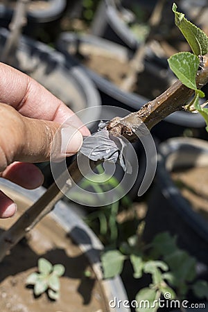 Successful grafted apple tree closeup Stock Photo