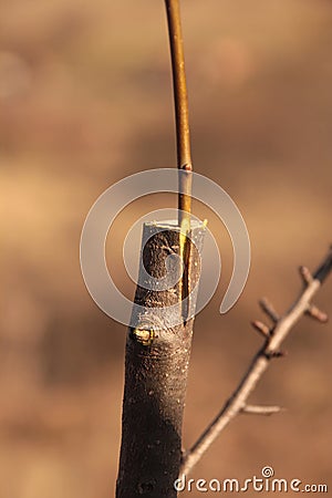 Successful grafting on an apple tree Stock Photo