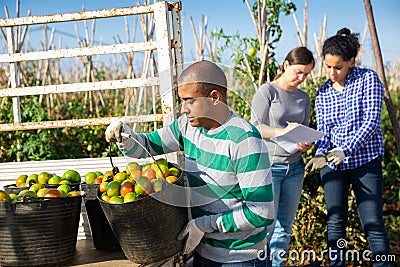 Gardener loading buckets with picked tomatoes in truck Stock Photo