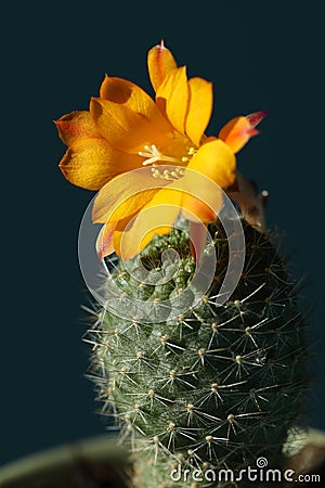 Cactus blossom. yellow flower on the succulent Stock Photo