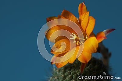 Cactus blossom. yellow flower on the succulent Stock Photo