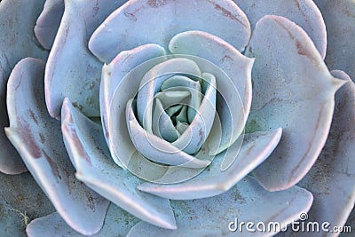 Succulent blue rosette flower pattern closeup background Stock Photo