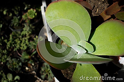 Succulent or cactus succulent, overhead or top view Stock Photo