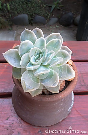 Succulent in clay pot - Cute succulent aloe type pot plant on outdoor table Stock Photo