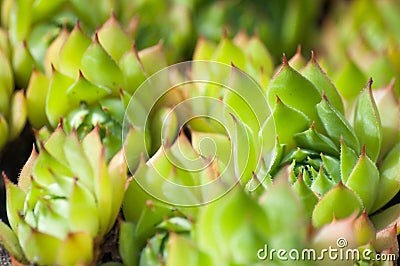 Succulent close-up in bloom Stock Photo