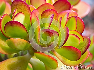 Succulent Close-up / Macro Stock Photo