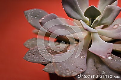 Succulent drops Stock Photo