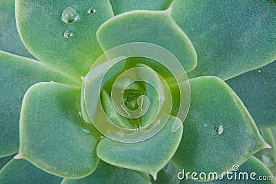 Succulent echeveria Stock Photo