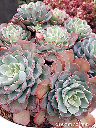 Succulent Echeveria plant Stock Photo