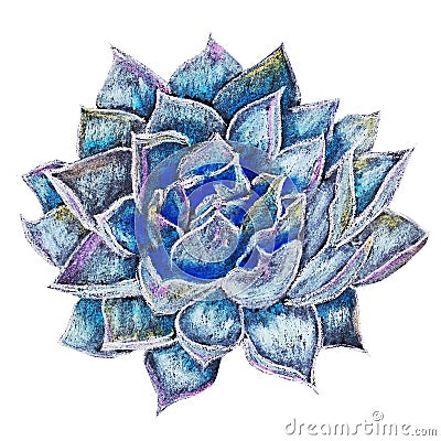 succulent flower blue painted with dry pastels, crayons Stock Photo