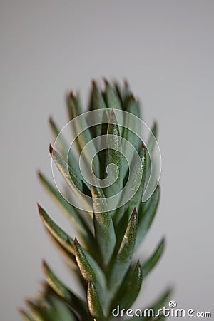 Succulent flower leaves close up Sedum ochroleucum Chaix family crassulaceae botanical modern high quality big size prints Stock Photo