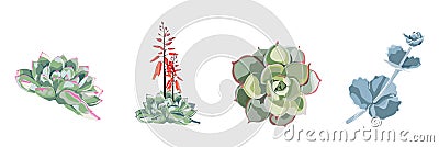 Succulent flower plant watercolor hand drawn beautiful collection, set. Vector Illustration