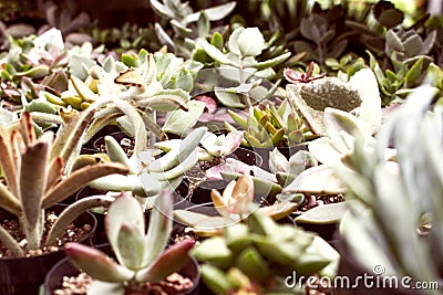 Succulent garden Editorial Stock Photo