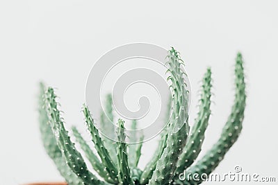 Succulent green plant, minimal lifestyle concept, Stock Photo