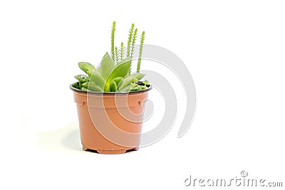 Green plants with oval leaves on a white background Stock Photo