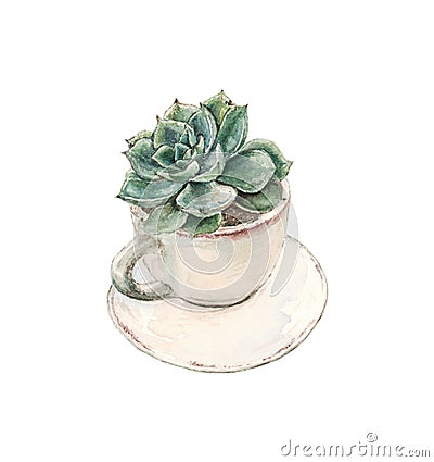 Succulent grows in a tea cup with a saucer , watercolor Stock Photo