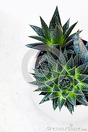 Succulent haworthia fasciata and aloe vera in a pot on white marble background. Stylish and simple plants for modern Stock Photo