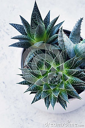 Succulent haworthia fasciata and aloe vera in a pot on white marble background. Stylish and simple plants for modern Stock Photo