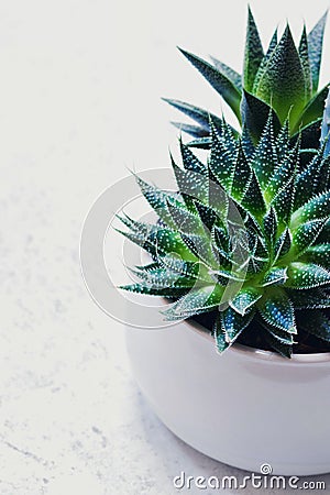 Succulent haworthia fasciata and aloe vera in a pot on white marble background. Stylish and simple plants for modern Stock Photo