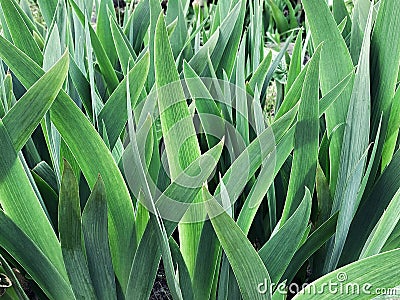 Succulent leaves of green plants as a background. Wallpaper. Plant pattern. Grass close-up. Stock Photo