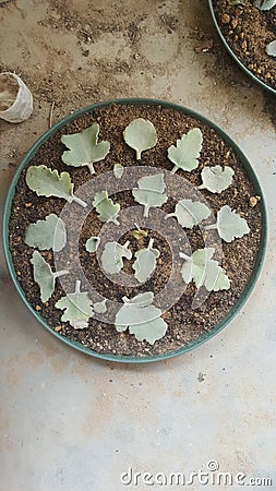 Succulent leaves Setup ready for propagation Success Stock Photo