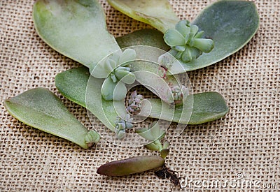 succulent leaves used to propagate new plants on rustic burlap surface Stock Photo