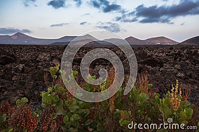 Succulent plants in Lanzarote landscape, Canary islands, Spain. Stock Photo