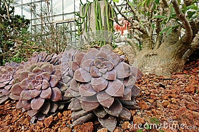 Succulent plant, desert plant for decoration Stock Photo