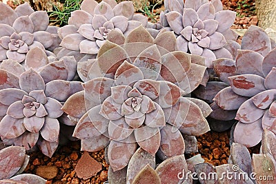 Succulent plant, desert plant for decoration Stock Photo