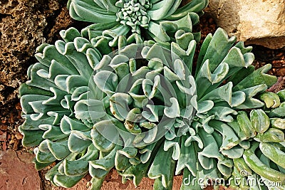 Succulent plant, desert plant for decoration Stock Photo