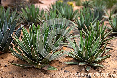 Succulent plant on desert sand soil. Green leafy succu perspective photo. Flower shop banner template with text place Stock Photo