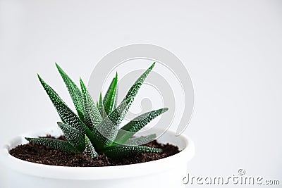 Succulent plant Haworthia close-up on a white background. Home floriculture concept Stock Photo