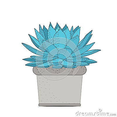 Succulent plant in rustic pot isolated ornamental Vector Illustration
