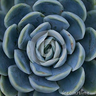 Succulent plant / symmetrical pattern / nature. Stock Photo