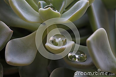 Succulent plant with water drops in the leaves Stock Photo