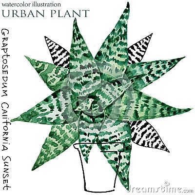 Succulent plant watercolor illustration. Cartoon Illustration