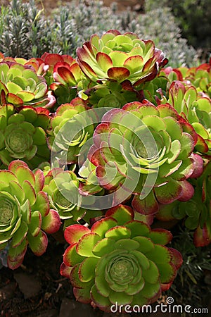 Succulent plants Stock Photo