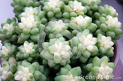 Close up shot of cute succulent plants in flower pots. Stock Photo