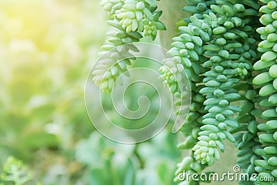 Succulent Plants, Burro's Tail, Sedum burrito on Blurred Greenery Background Stock Photo